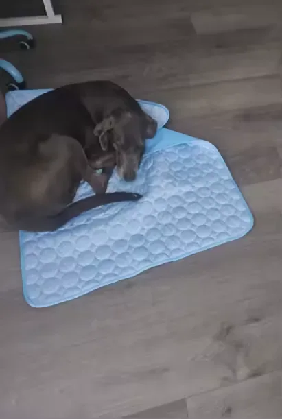 Bassotto cioccolato su un tappetino refrigerante Frimouf