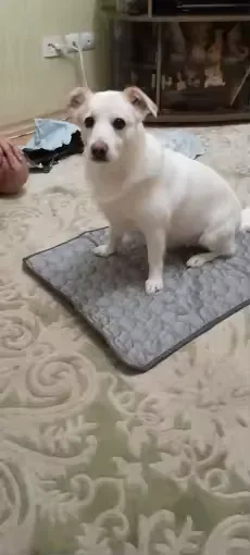 Cagnolino bianco seduto su un tappetino refrigerante Frimouf