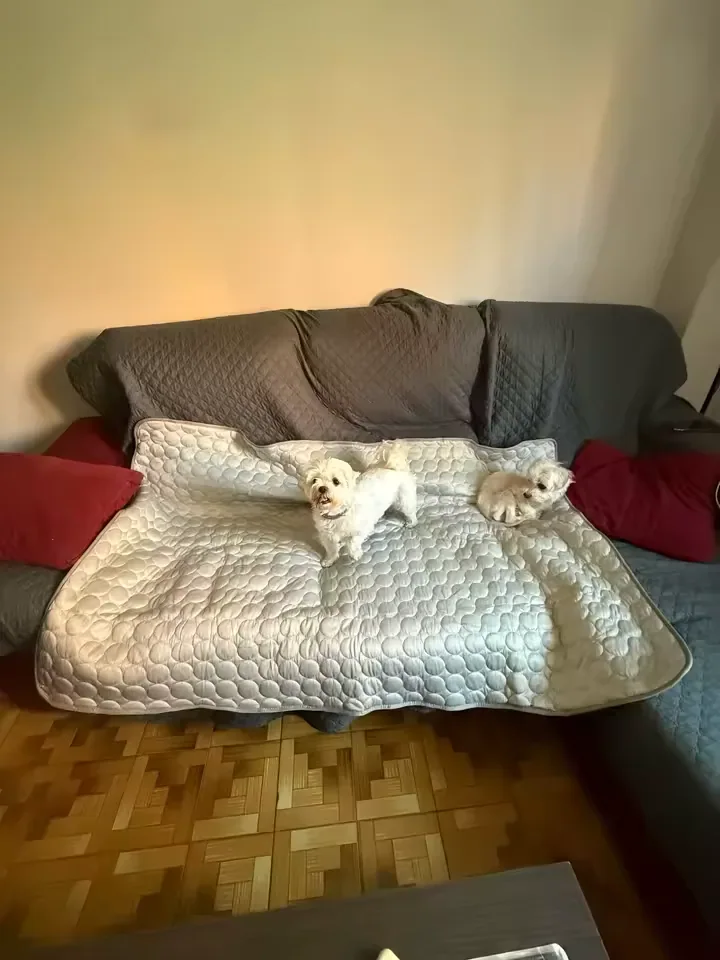 Due cagnolini bianchi su un tappetino refrigerante Frimouf