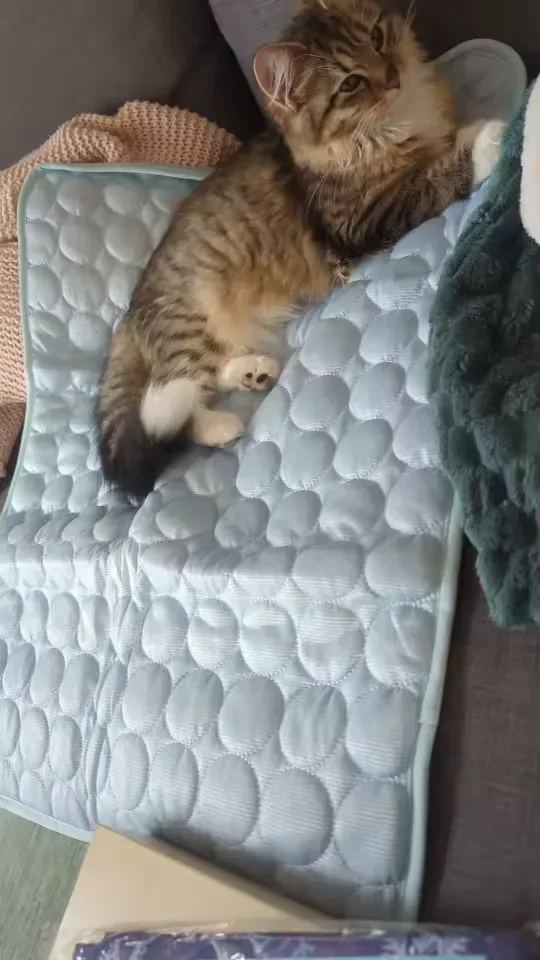 Gattino tigrato su un tappetino refrigerante Frimouf