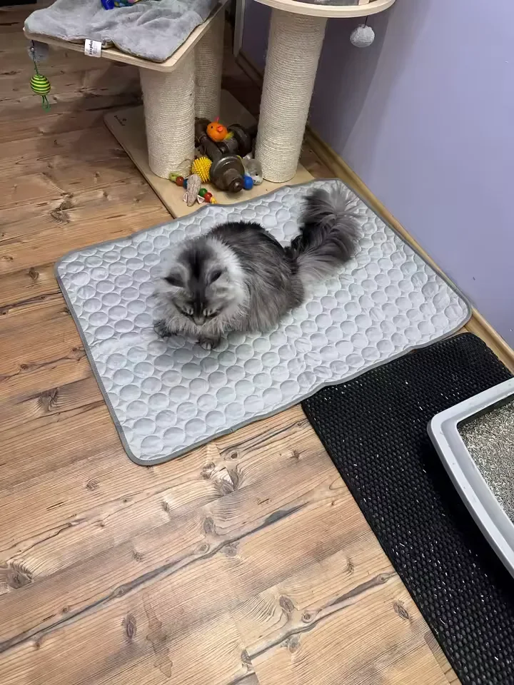 Gatto argentato a pelo lungo su un tappetino refrigerante Frimouf, su parquet