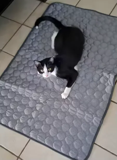 Gatto bianco e nero sdraiato su un tappetino refrigerante Frimouf