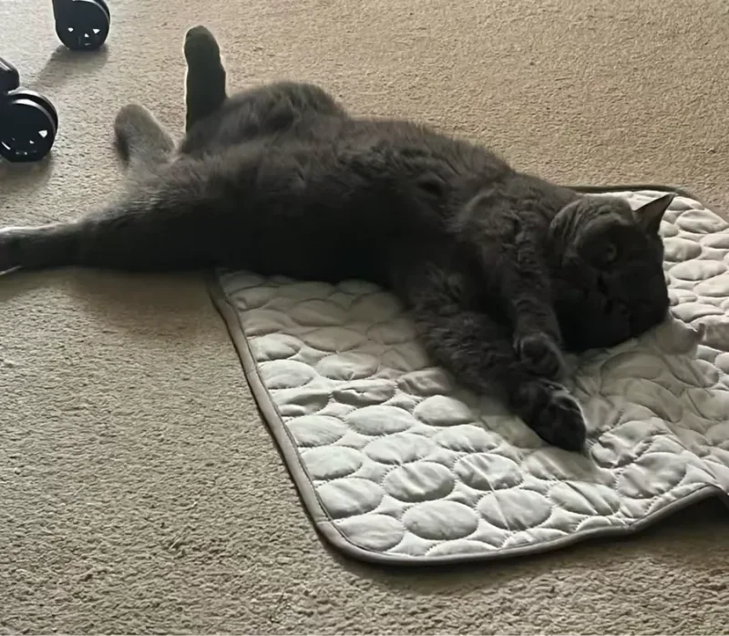 Gatto grigio disteso su un tappetino refrigerante Frimouf