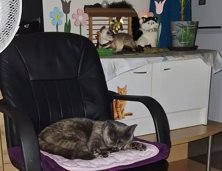Gatto grigio addormentato su un tappetino refrigerante Frimouf su una poltrona