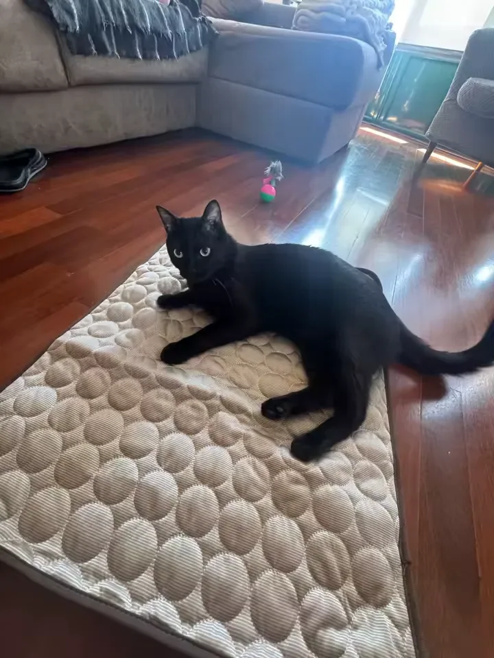 Gatto nero sdraiato su un tappetino refrigerante Frimouf