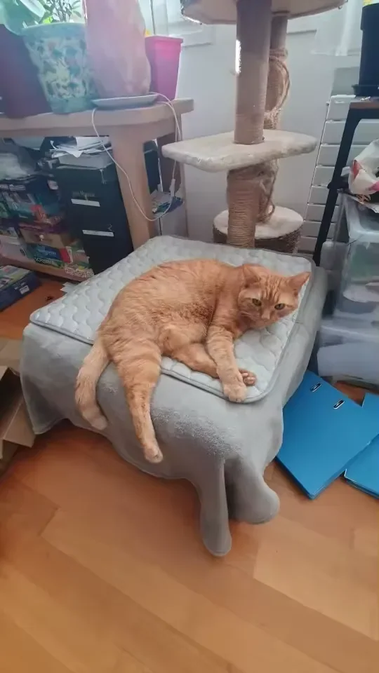 Gatto rosso sdraiato su un tappetino refrigerante Frimouf