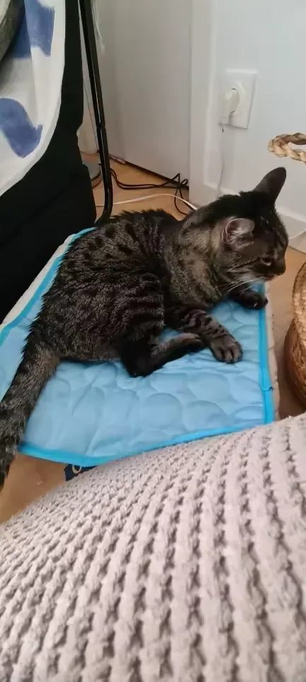 Gatto tigrato sdraiato su un tappetino refrigerante Frimouf