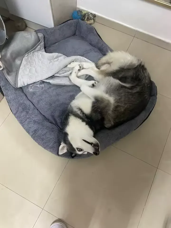 Husky sdraiato accanto al suo tappetino refrigerante Frimouf