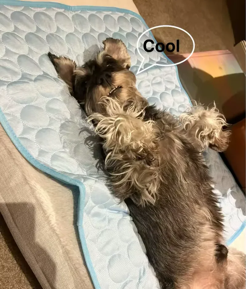Schnauzer sdraiato su un tappetino refrigerante Frimouf