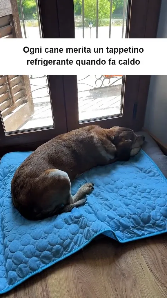 Tre cani a turno sullo stesso tappetino refrigerante