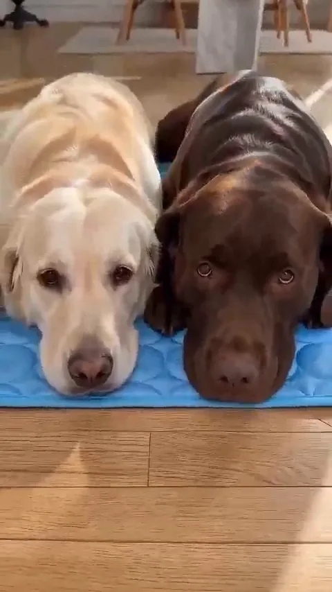 Due Labrador sdraiati sul tappetino refrigerante blu in casa